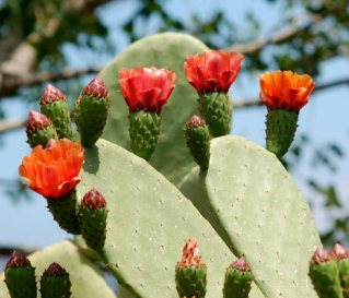 fichidindia_fiorerosso_2